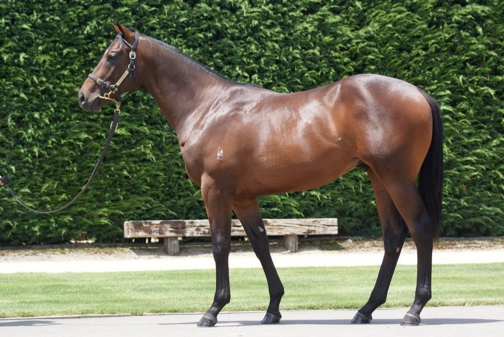 Our new colt by Savabeel, purchased at Karaka 2016 