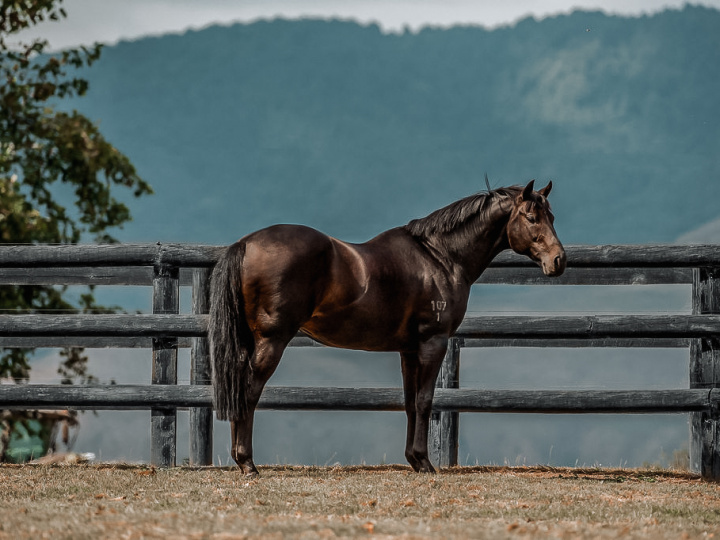 sean buckley_poison chalice horse